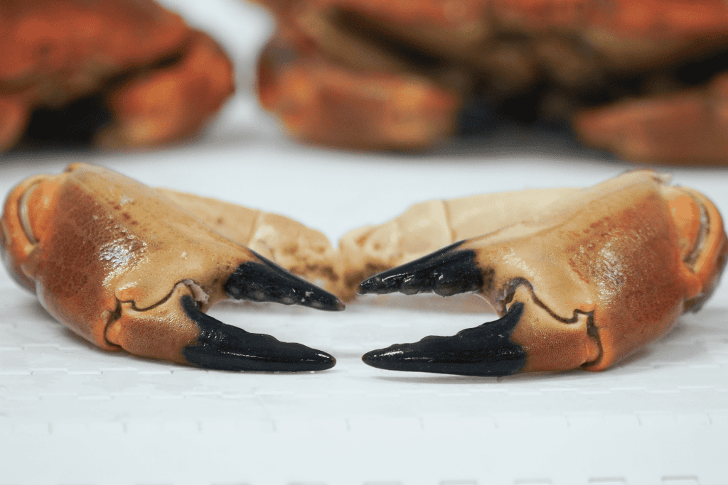 Crab Claws Thmb