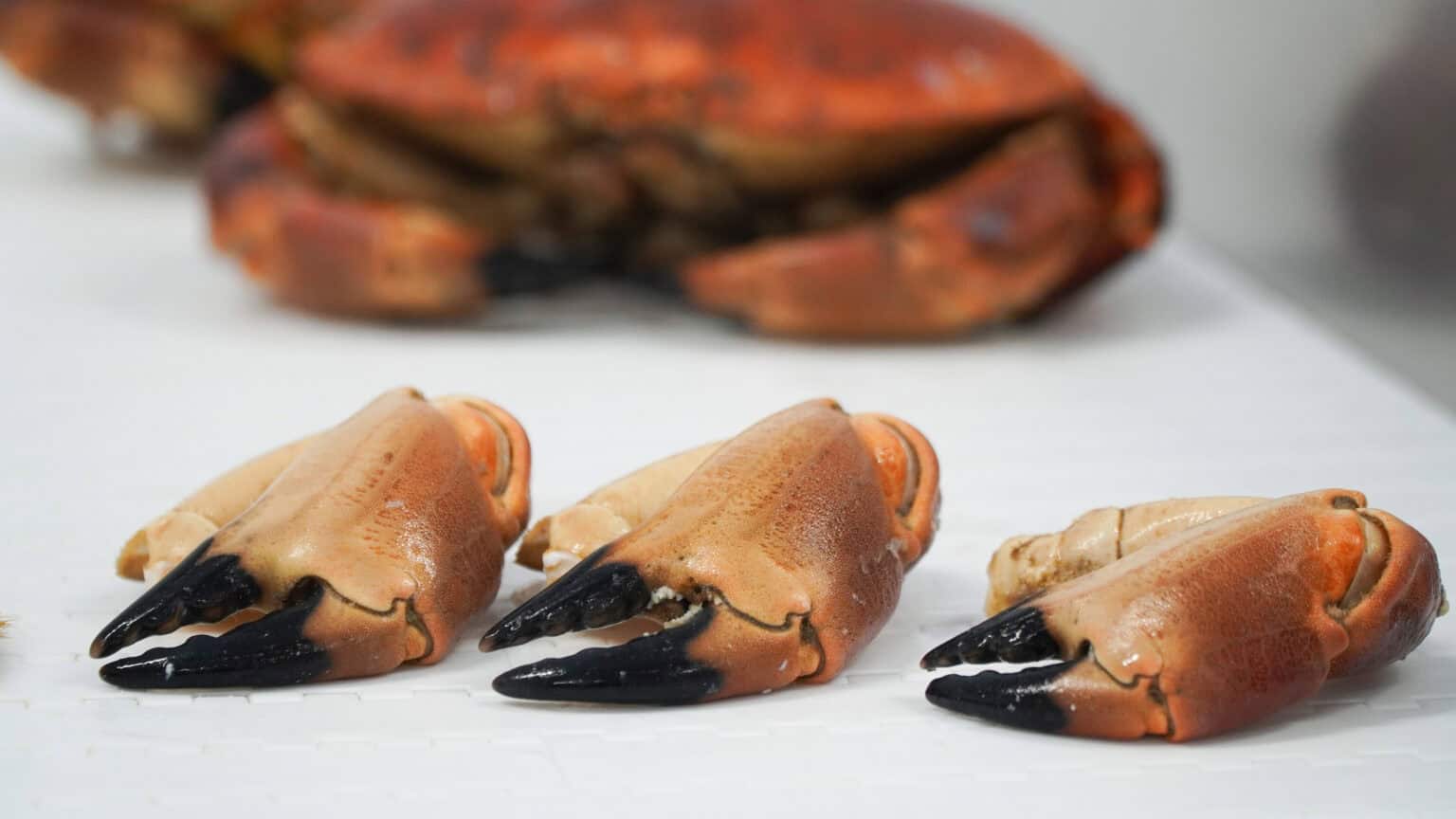 Crab Claws2